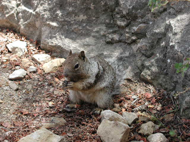 Scoiattoli londinesi. Sciurus carolinensis